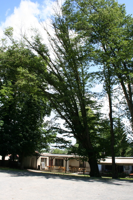 Ořez stromů v parku